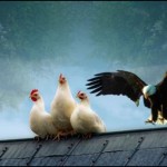 POULE ET AIGLES